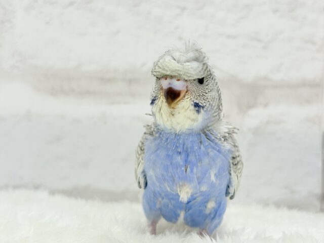 梵天セキセイインコ