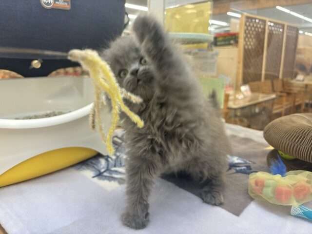 スコティッシュフォールド