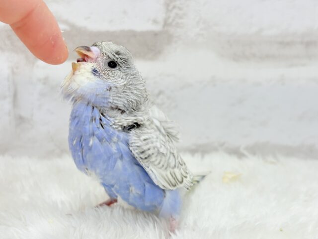 梵天セキセイインコ