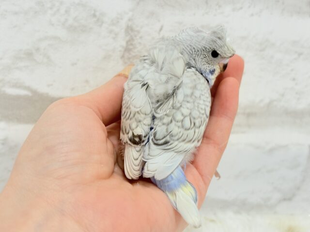 梵天セキセイインコ