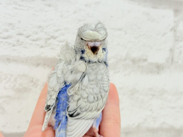 梵天セキセイインコ