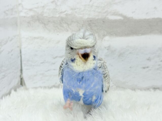 梵天セキセイインコ