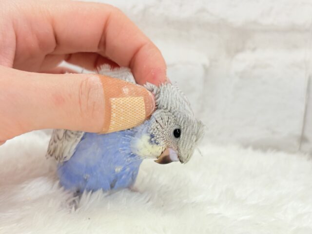 梵天セキセイインコ