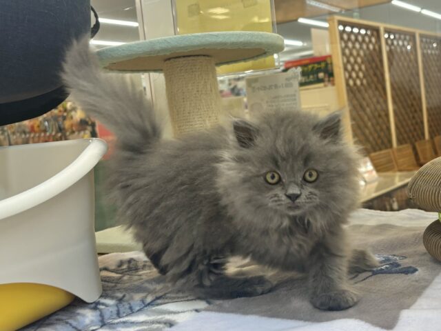 スコティッシュフォールド