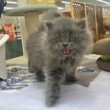 グイグイ系女子はお好き♥？スコティッシュフォールドちゃん！