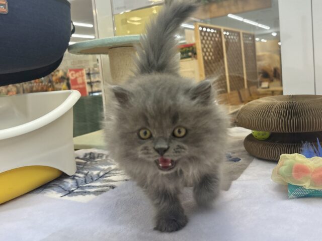 スコティッシュフォールド