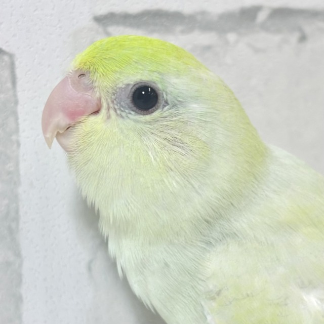 マメルリハ