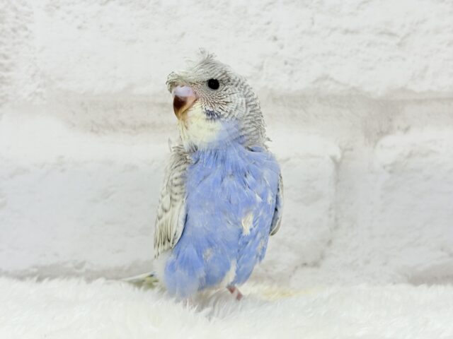 梵天セキセイインコ