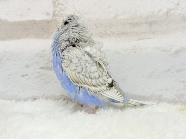 梵天セキセイインコ