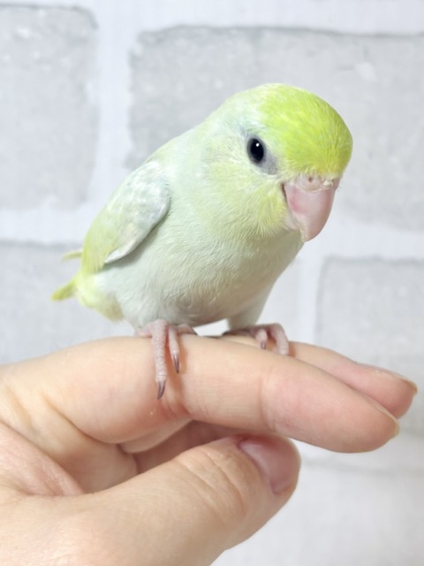 マメルリハ