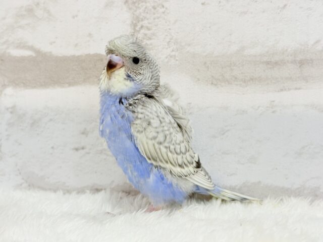 梵天セキセイインコ