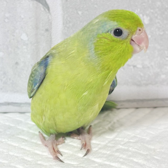 マメルリハ
