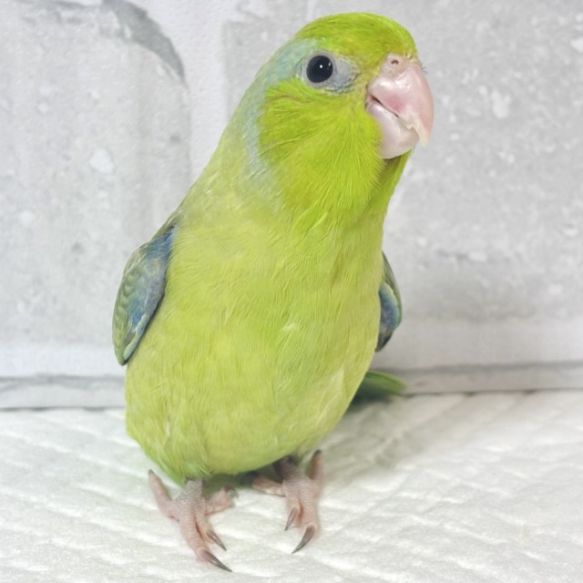 マメルリハ