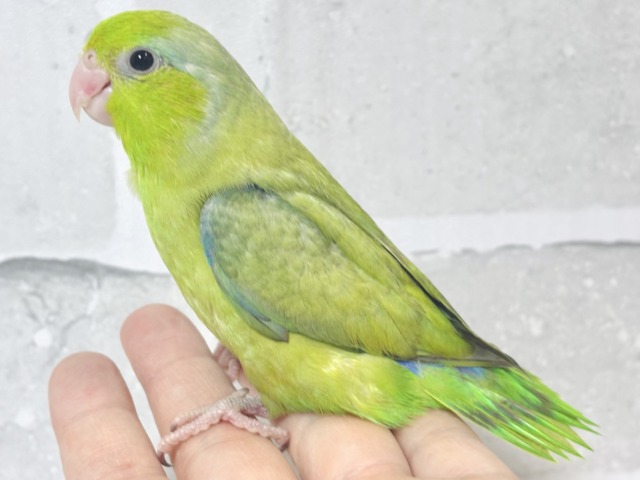 マメルリハ