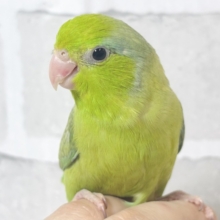 マメルリハ  パステルダークグリーンSPターコイズ  男の子  🌲🍵⟡.·*.