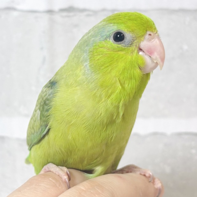 マメルリハ