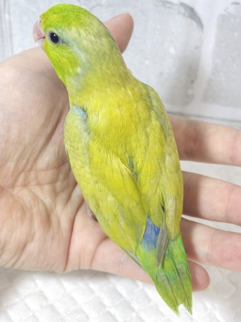 マメルリハ