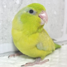 マメルリハ  パステルイエローグリーンSPターコイズ  男の子   🍋🌿‬‪✨️