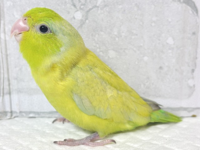 マメルリハ