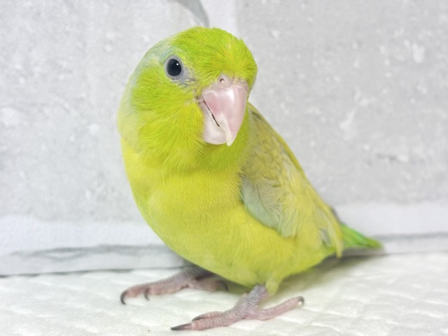 マメルリハ