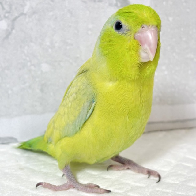 マメルリハ