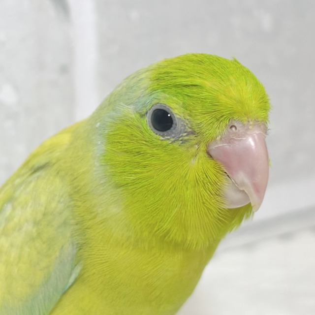 マメルリハ