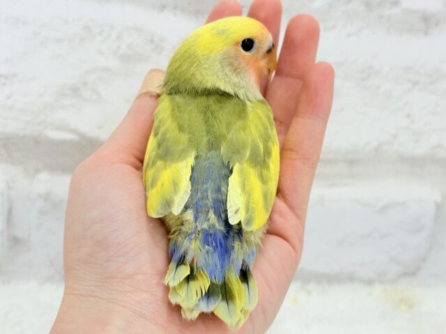 コザクラインコ（小桜インコ）