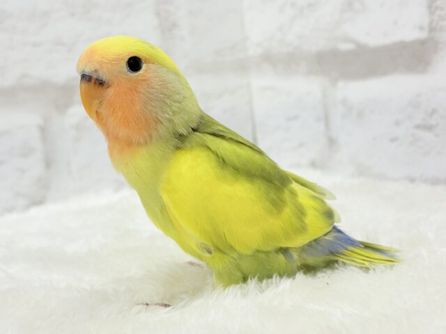 コザクラインコ（小桜インコ）