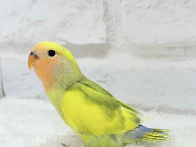コザクラインコ（小桜インコ）