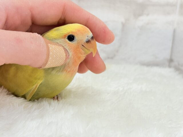 コザクラインコ（小桜インコ）