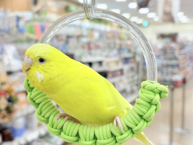 ジャンボセキセイインコ