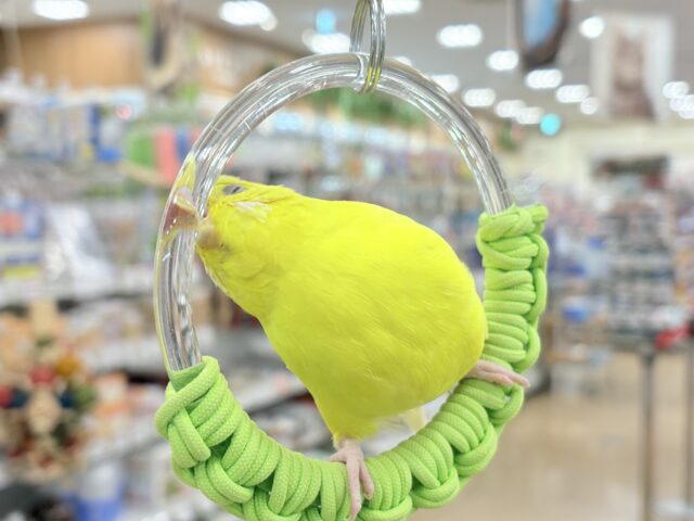 ジャンボセキセイインコ
