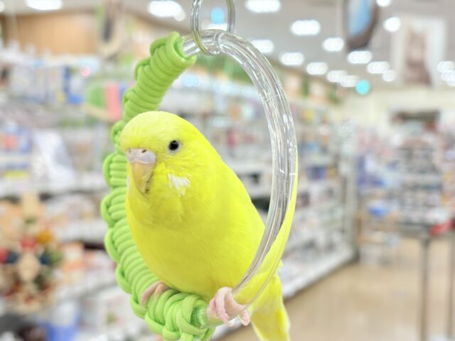 ジャンボセキセイインコ