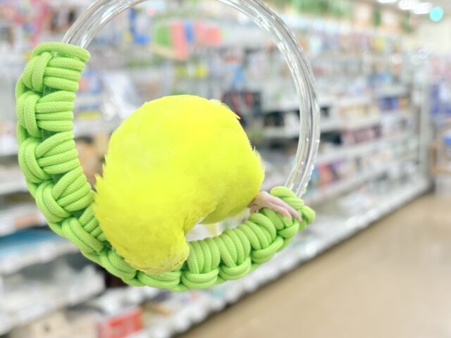 ジャンボセキセイインコ