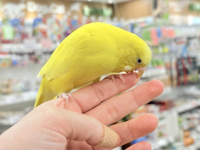 ジャンボセキセイインコ