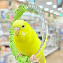 【最新画像更新🪄】ムチッと♡優しいジャンボちゃん🐥🪅ジャンボセキセイインコ(ダブルファクター)