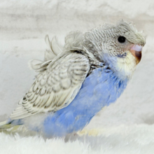 【最新画像更新🪄】魅力たくさんカッパちゃん🐣🌀梵天セキセイインコ(スパングル) ヒナ