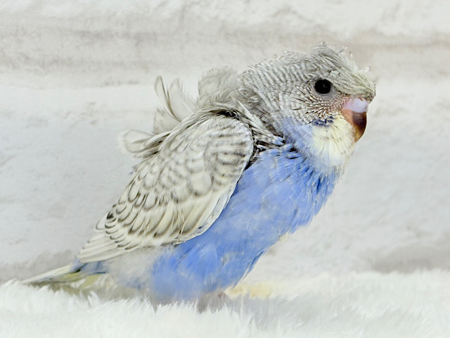 【最新画像更新🪄】魅力たくさんカッパちゃん🐣🌀梵天セキセイインコ(スパングル) ヒナ