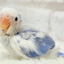 【最新画像更新🪄】わくわくどきどき♡コザクラインコ(バイオレットオパーリンパイド) ヒナ
