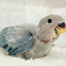 【最新画像更新🪄】わた毛の妖精さん🧚‍♀️🫧コザクラインコ(ブルーチェリー) ヒナ