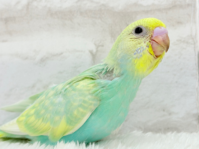 【最新画像更新🪄】お昼寝大好き♡しゅわっとメロン🍈💚セキセイインコ(パステルカラーレインボー) ヒナ