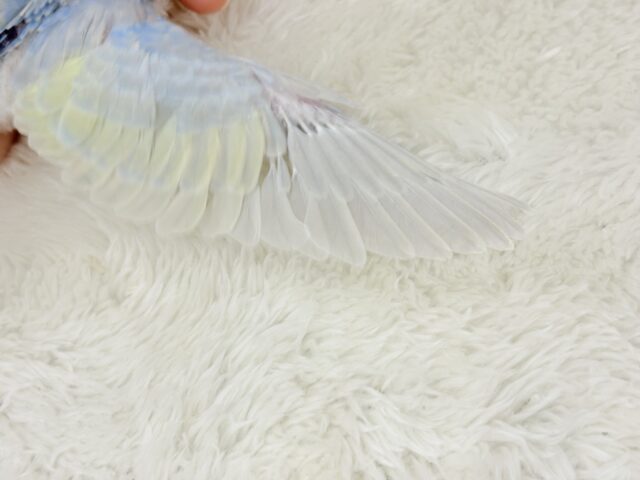 すっきり爽やか🫧しゅわっとソーダ🍾🧊セキセイインコ(パステルレインボー) ヒナ セキセイインコ