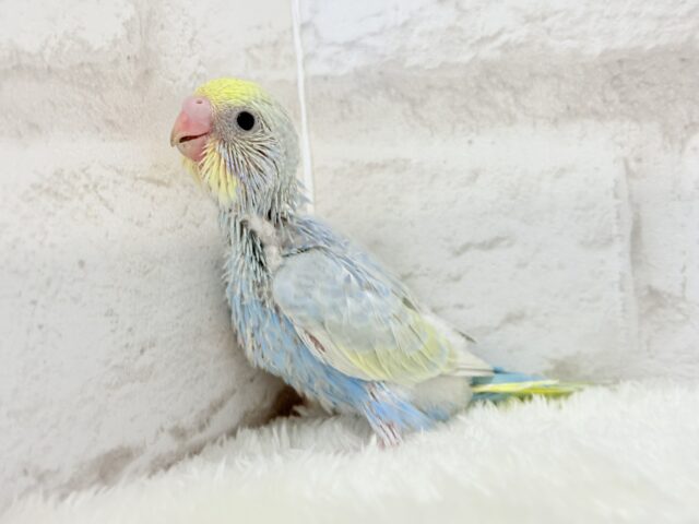 すっきり爽やか🫧しゅわっとソーダ🍾🧊セキセイインコ(パステルレインボー) ヒナ セキセイインコ