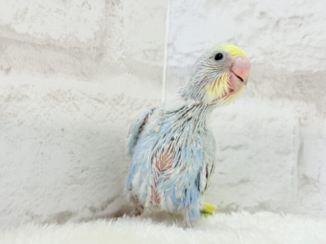 すっきり爽やか🫧しゅわっとソーダ🍾🧊セキセイインコ(パステルレインボー) ヒナ セキセイインコ