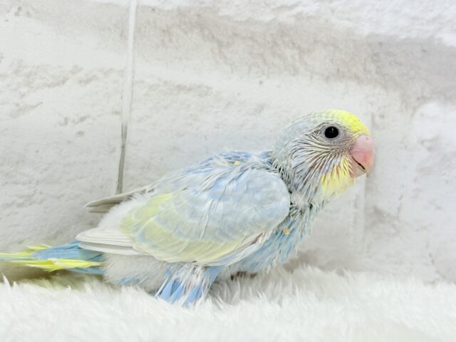 すっきり爽やか🫧しゅわっとソーダ🍾🧊セキセイインコ(パステルレインボー) ヒナ セキセイインコ