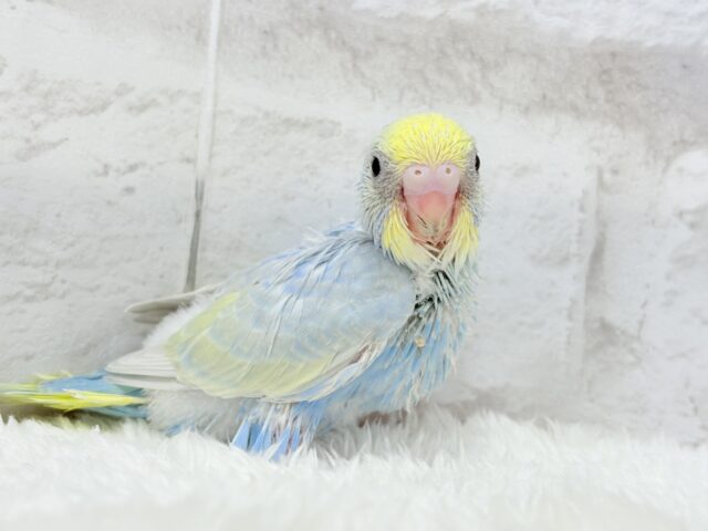 すっきり爽やか🫧しゅわっとソーダ🍾🧊セキセイインコ(パステルレインボー) ヒナ セキセイインコ