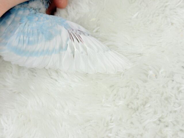 すっきり爽やか🫧空色カラー🐣🩵セキセイインコ(スパングル) ヒナ セキセイインコ