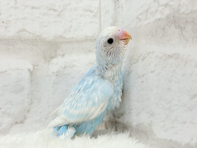 すっきり爽やか🫧空色カラー🐣🩵セキセイインコ(スパングル) ヒナ セキセイインコ
