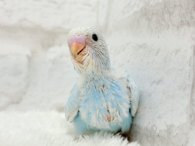 すっきり爽やか🫧空色カラー🐣🩵セキセイインコ(スパングル) ヒナ セキセイインコ