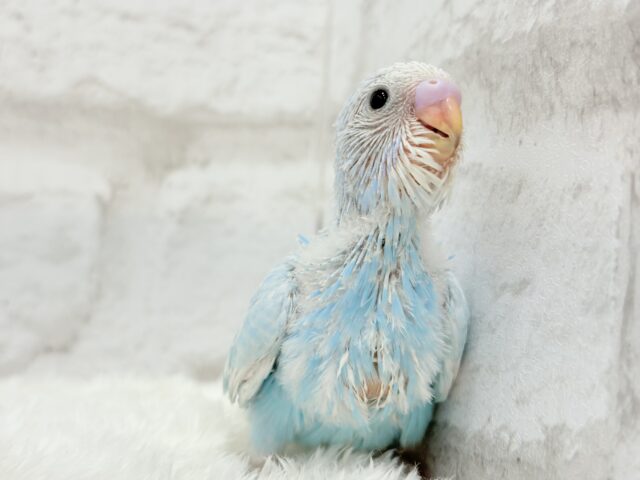 すっきり爽やか🫧空色カラー🐣🩵セキセイインコ(スパングル) ヒナ セキセイインコ